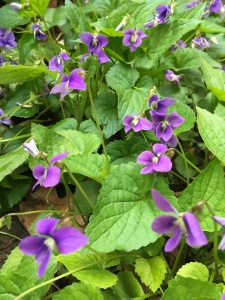 Wild patch of violets